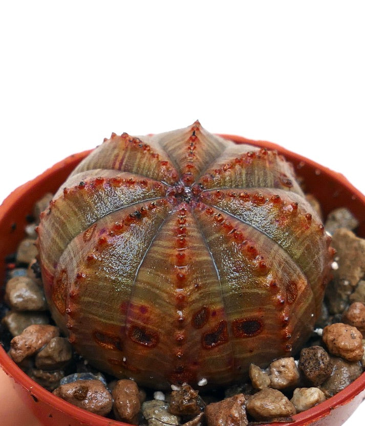 ユーフォルビア オベサ 2024年7月入荷>ユーフォルビア オベサ | Euphorbia obesa | OB03