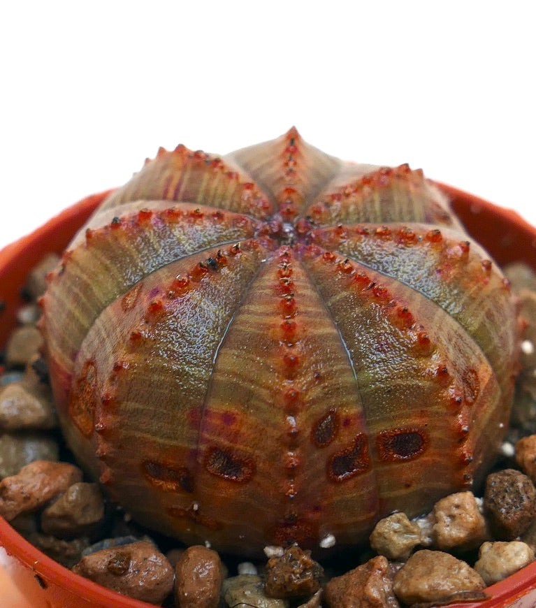 Euphorbia obesa sukkulent kaktus med avrundede ribber og rødbrun teksturert overflate