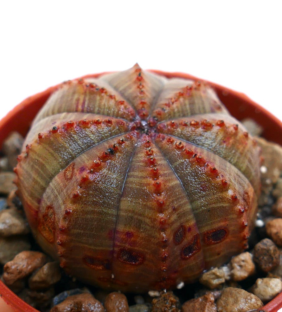 ❣️多肉植物 ユーフォルビア オベサ 大株 雄❣️ ユーフォルビア オベサ 大株/盆栽、多肉植物、塊根植物、観葉