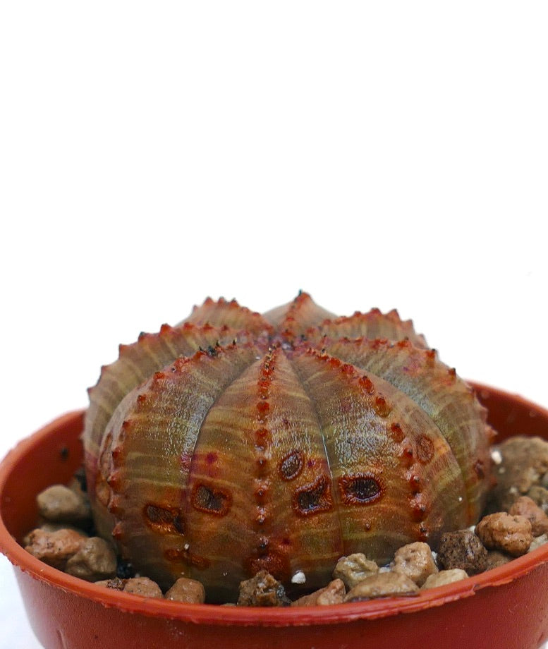 ユーフォルビア　カンダレンシス　多肉植物　サボテン　アガベ　塊根植物 ユーフォルビア カンダレンシス 多肉植物 サボテン アガベ 塊根植物