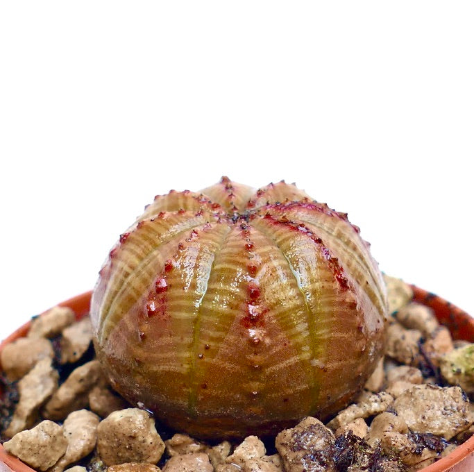 Euphorbia obesa succulent with rounded ribbed body and reddish spines in pot