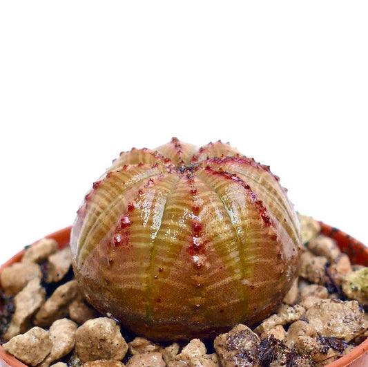 Euphorbia obesa suculenta con cuerpo redondeado y acanalado y espinas rojizas en maceta