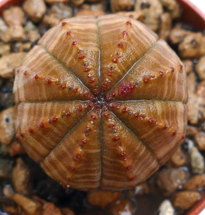 Euphorbia obesa succulent with rounded ridges and small red tubercles in potting mix