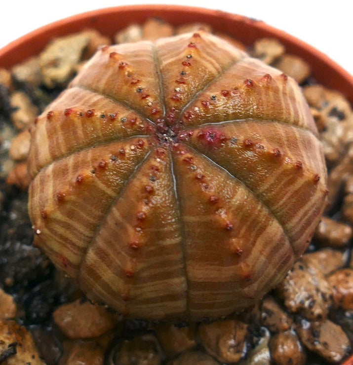 Euphorbia obesa succulent with rounded ribbed body and small reddish tubercles