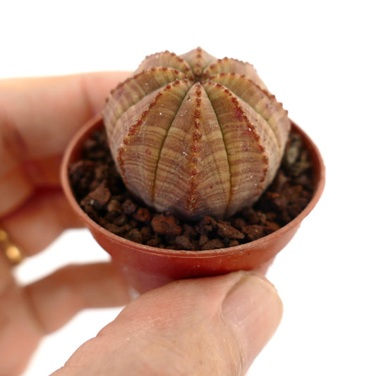 صبار العصارة يوفوربيا أوبيسا بجسم مخطط بني مضلع في وعاء صغير ممسوك باليد