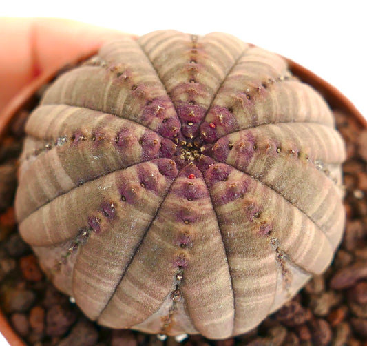 Euphorbia obesa suculenta con cuerpo redondeado y acanalado y marcas moradas