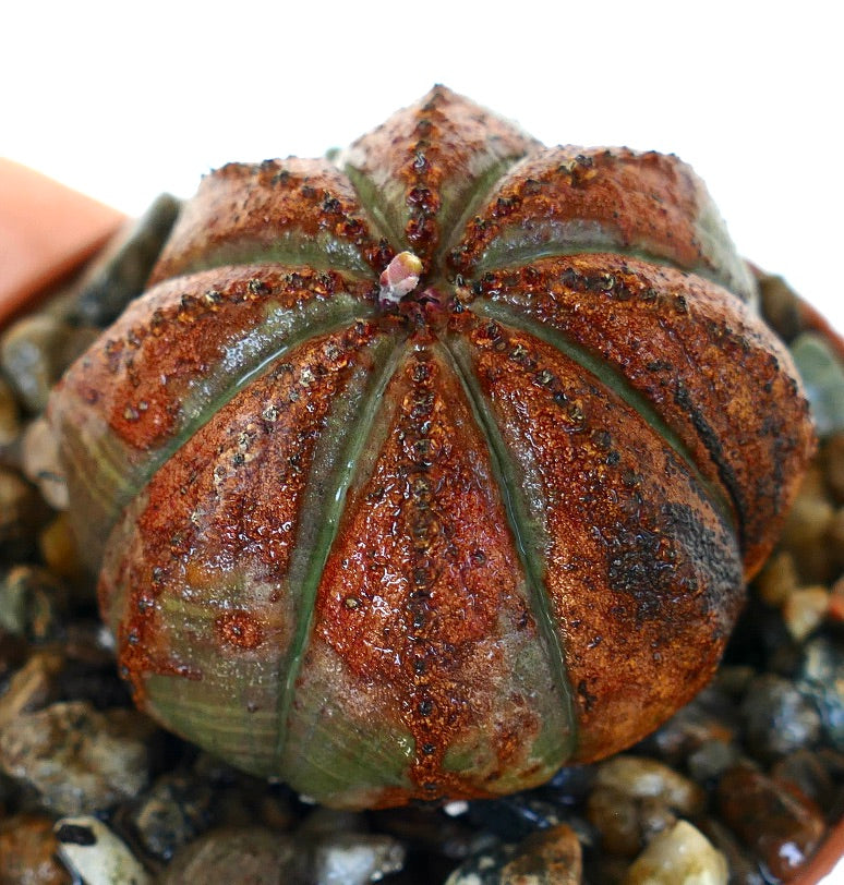 Euphorbia obesa in a pot, showing its ribbed spherical body with dark reddish-brown patches covering the green surface and a small bud forming at the center.