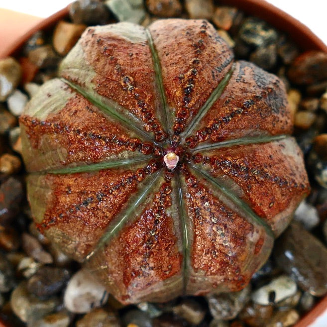Top view of Euphorbia obesa, highlighting its round segmented ribs with intense reddish-brown coloration and a central bud at the apex.