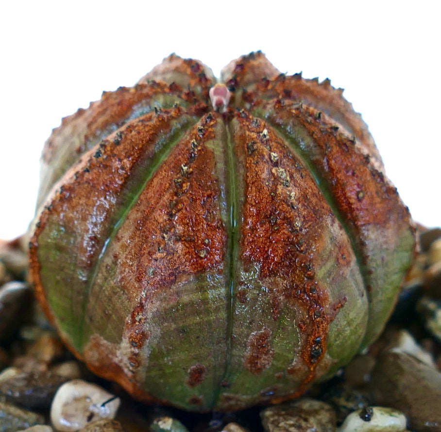 Close-up side view of Euphorbia obesa in a pot, displaying its dome-like form with vertical green ribs overlaid by dense reddish-brown markings.