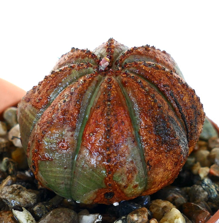 Euphorbia obesa viewed from an angle, showing its ribbed body with dark reddish-brown patches across green segments and a visible bud at the crown.