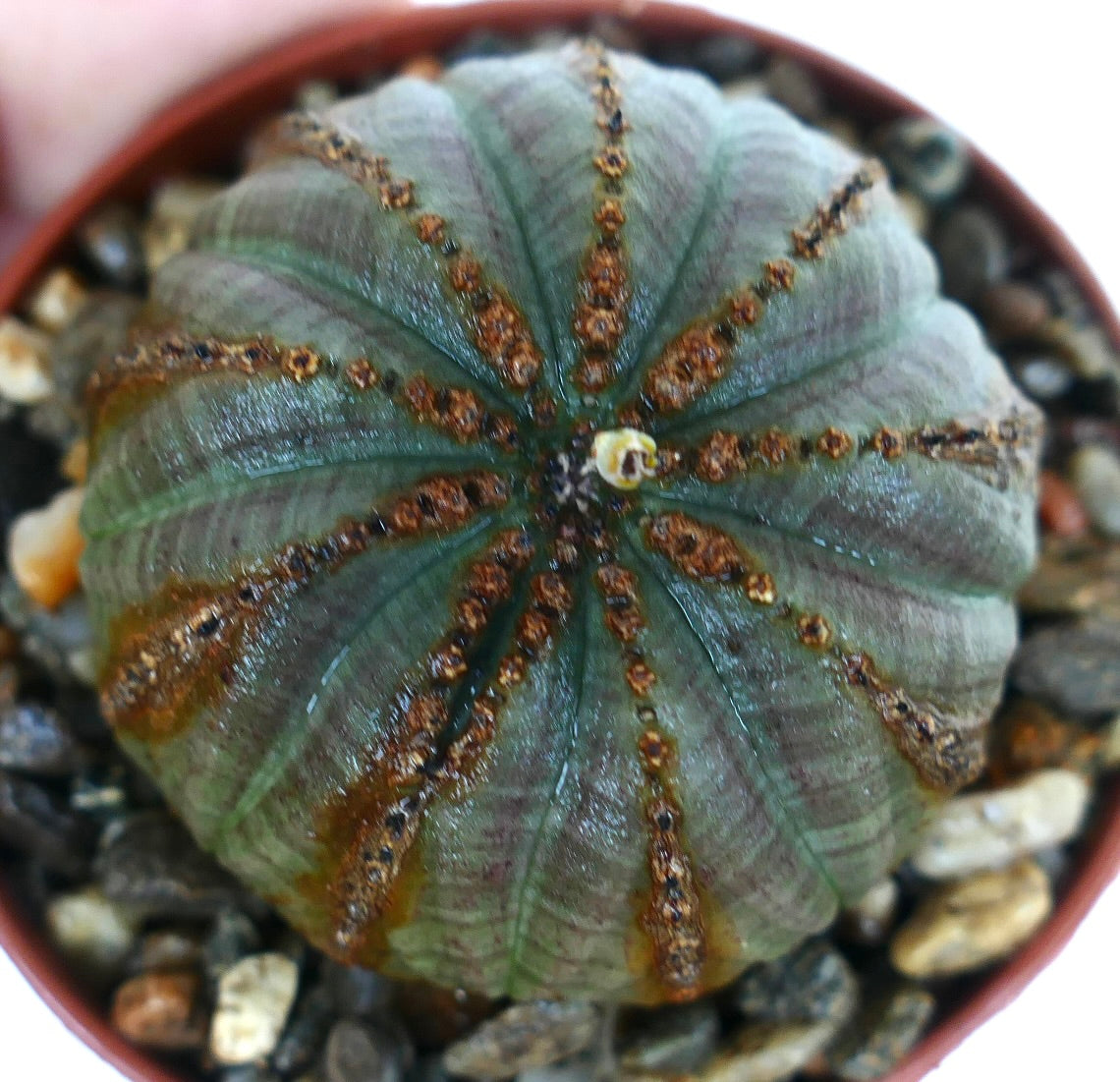 Top view of Euphorbia obesa, showing its ribbed green body with brown markings and rows of reddish bumps, growing in a pot with gravel.
