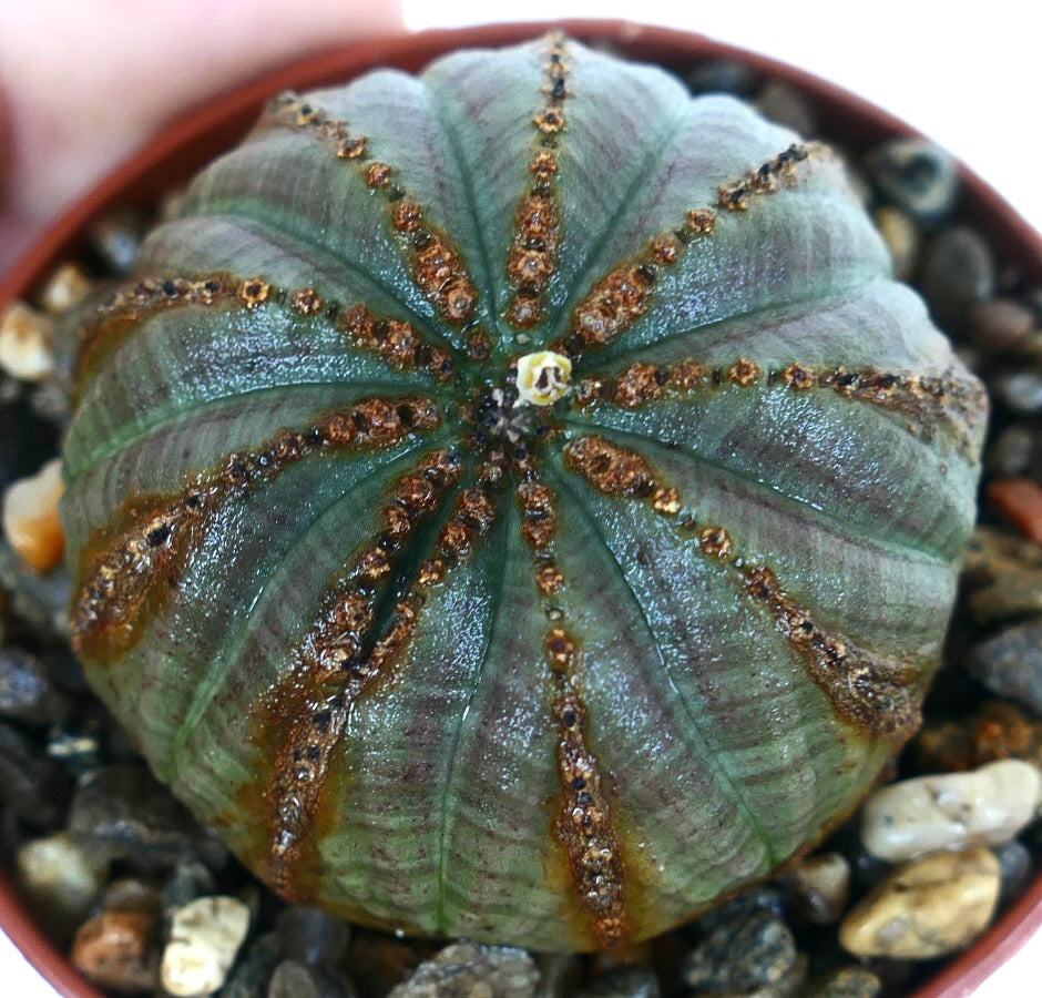 Close-up Euphorbia obesa from above, highlighting its spherical shape, green skin with vertical ribs, and brown streaks along the ridges.