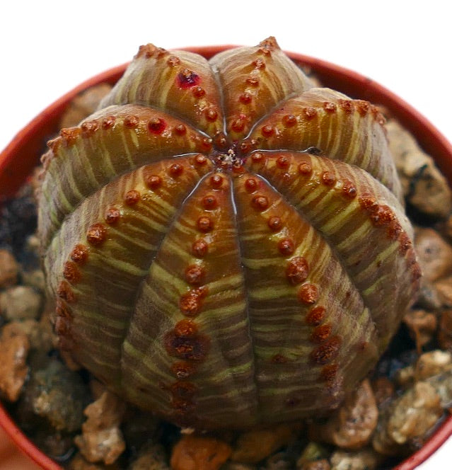 Euphorbia obesa succulent with ribbed, rounded body and small brown tubercles in pot