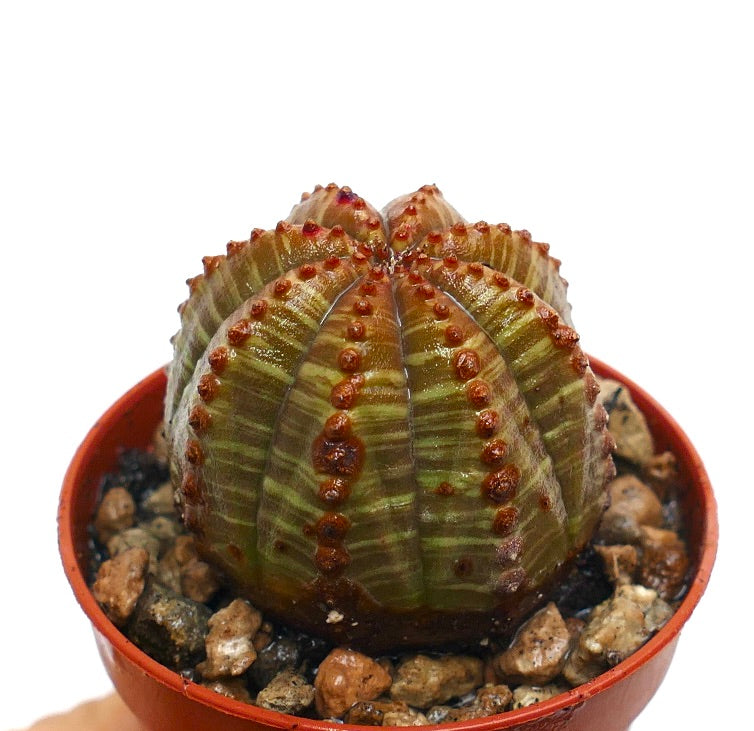 Euphorbia obesa succulent cactus with round ribbed body and reddish tubercles in pot