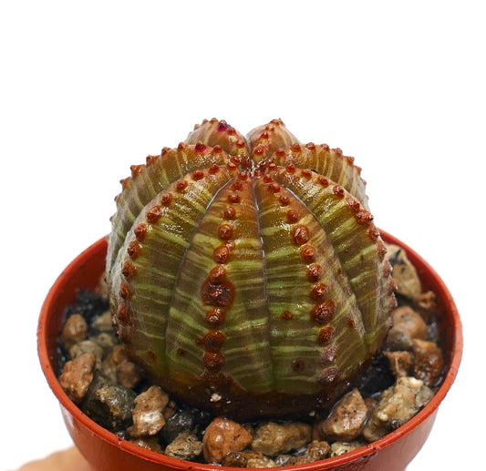 Cactus suculento Euphorbia obesa con cuerpo redondo acanalado y tubérculos rojizos en maceta