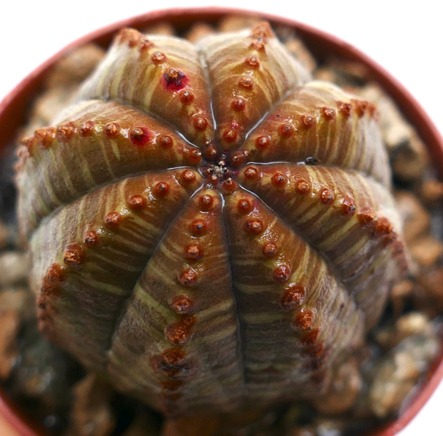 Euphorbia obesa succulent with rounded ridges and small reddish-brown tubercles in pot