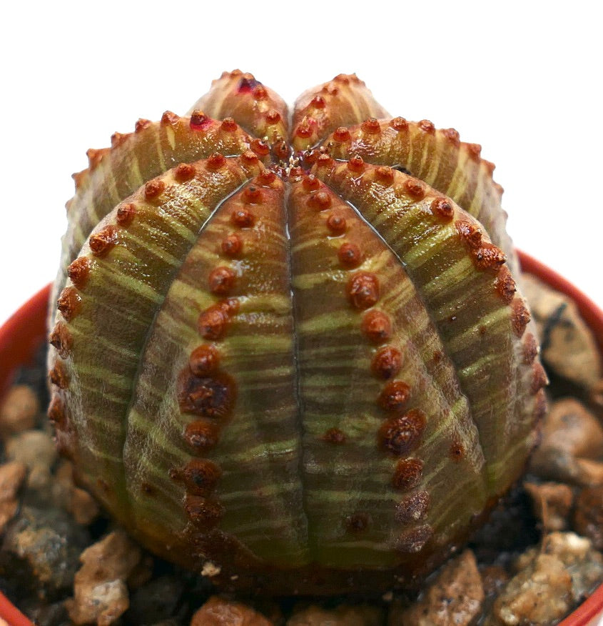 Euphorbia obesa succulent with rounded ridges and reddish-brown tubercles in small pot