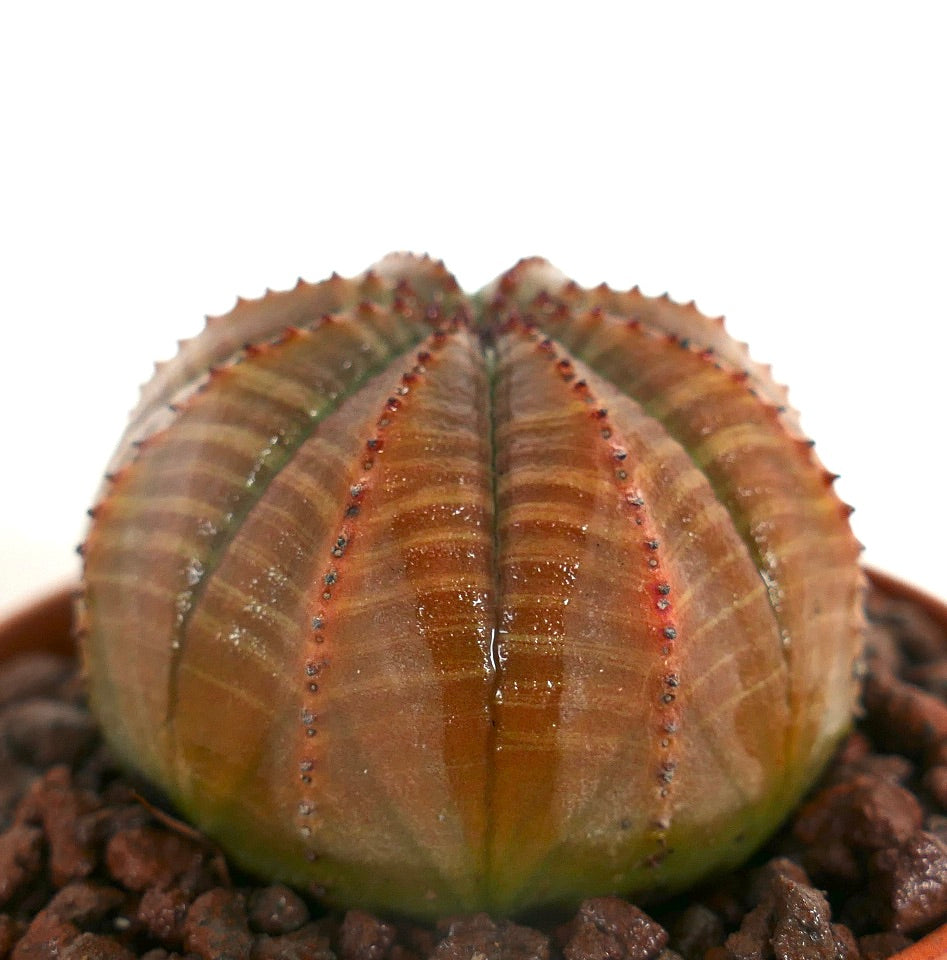 ยูโฟร์เบียน อโอบีซา ต้นอวบน้ำรูปทรงกลมมีซี่โครง พร้อมหนามเล็กสีเข้มในกระถาง