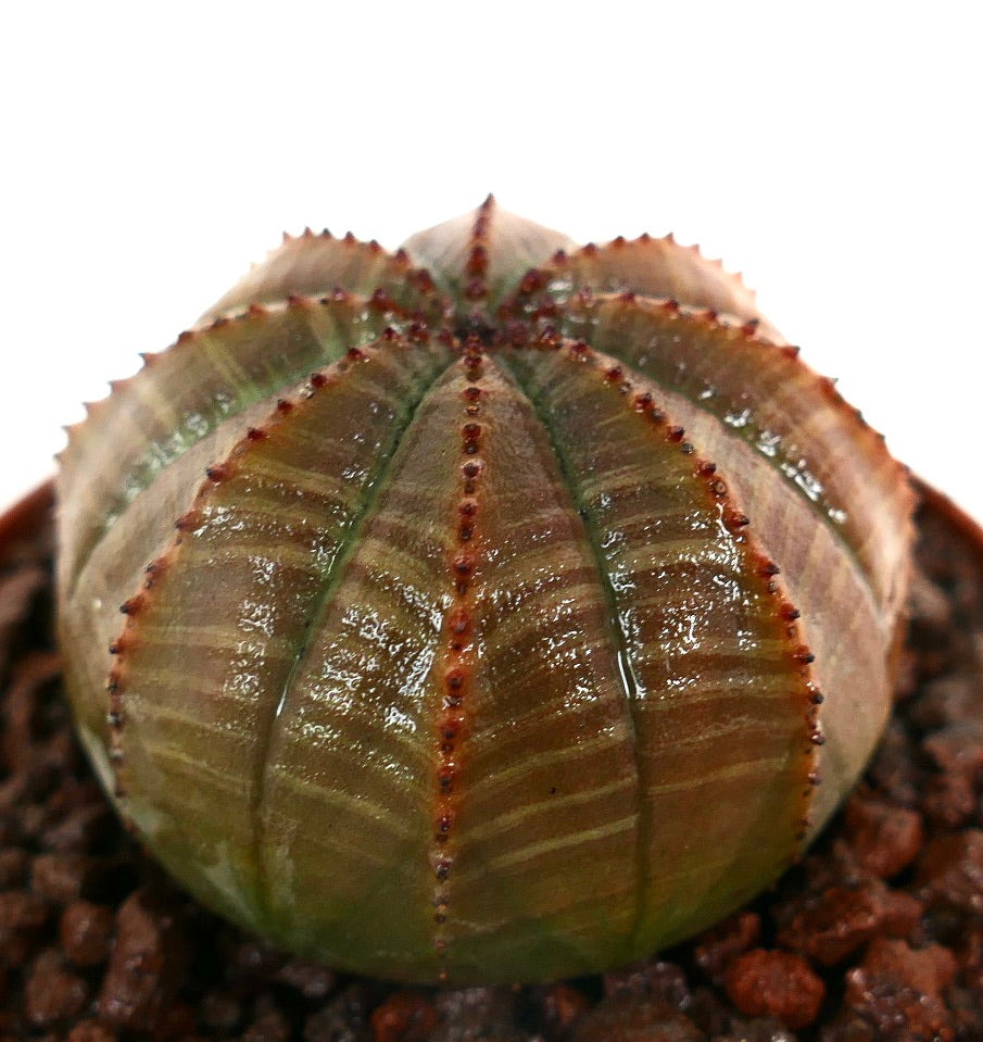 ยูโฟร์เบีย โอเบซา ต้นอวบน้ำรูปทรงกลมมีซี่โค้งและเส้นหนามสีแดงเจริญเติบโตในดินหิน