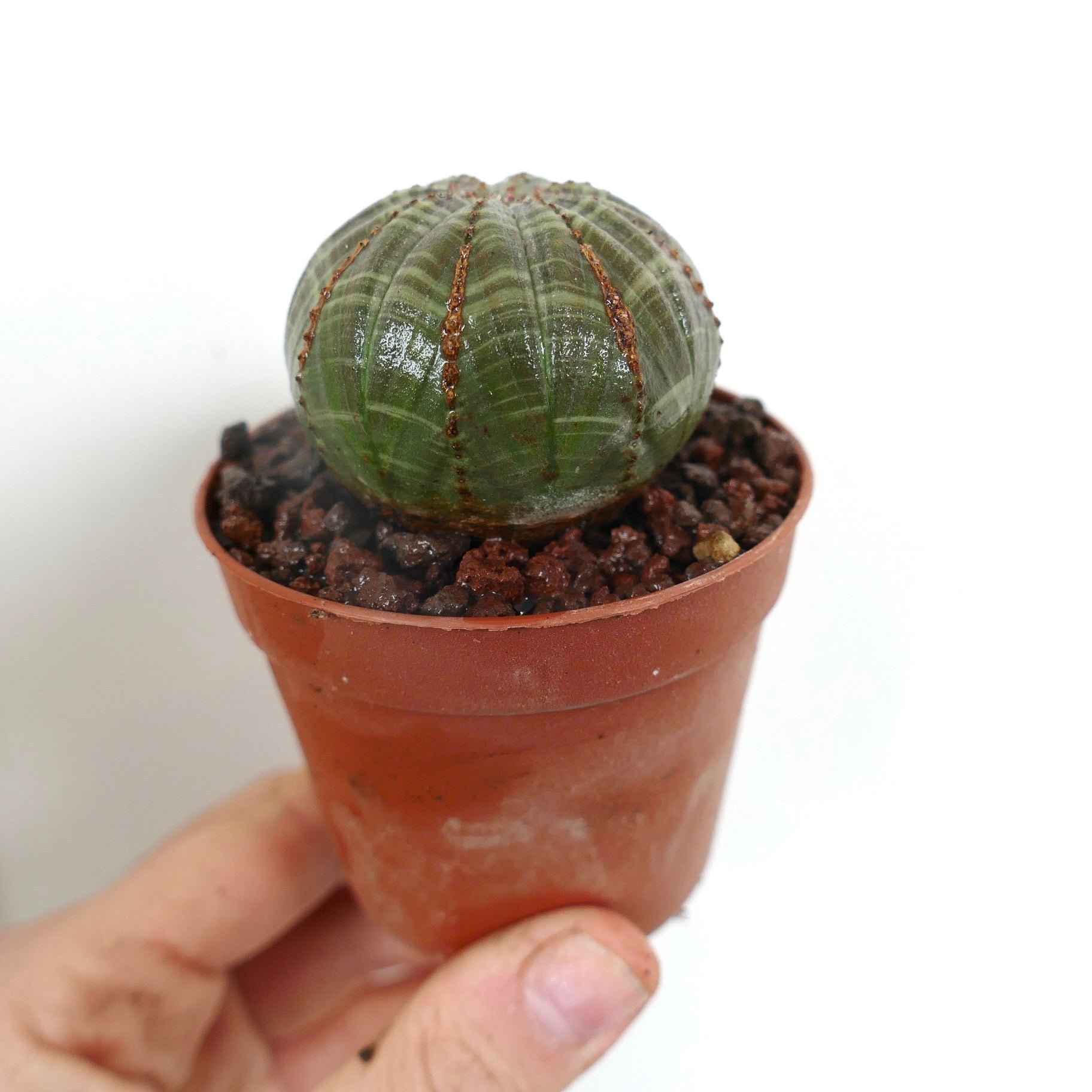 Euphorbia obesa liten rund sukkulent med grønn ribbet kropp og brune areoler i potte