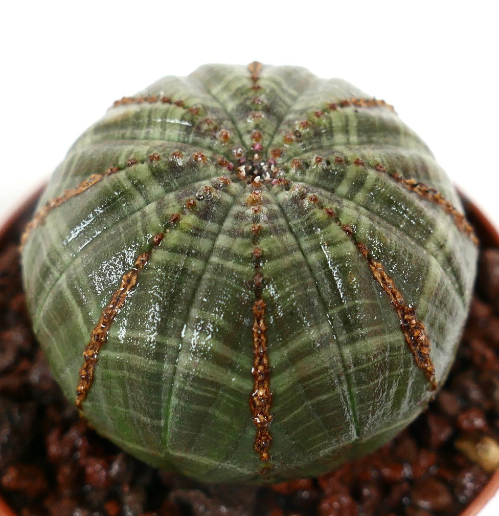Euphorbia obesa sukkulent med avrundet, ribbet grønn kropp og små brune areoler