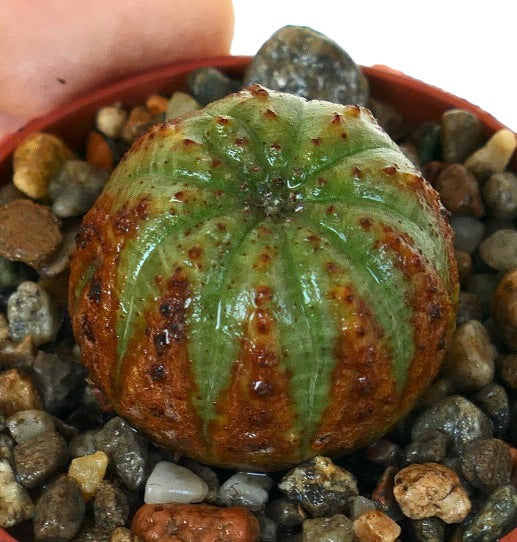 Vista en ángulo de Euphorbia obesa, mostrando su forma esférica similar a un cactus con costillas verticales, coloración verde y marrón rojiza, y tubérculos punteados, plantada en piedras pequeñas.