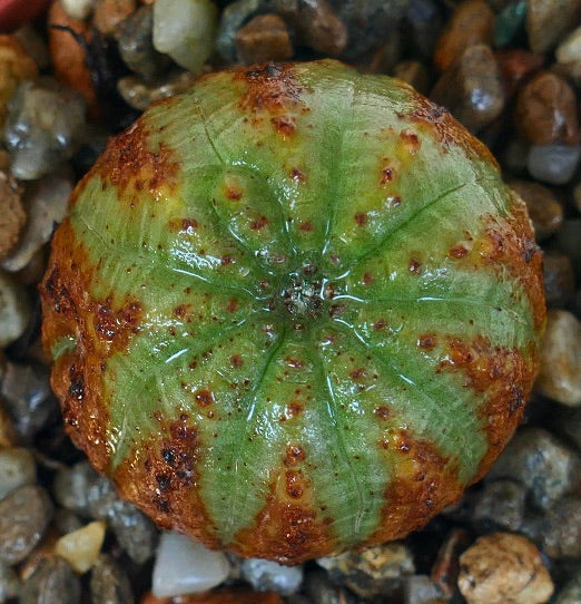 มุมมองด้านบนของ ยูโฟร์เบีย โอเบซา แสดงรูปร่างกลมสมมาตร มีแถบสีเขียวสลับสีน้ำตาลแดง และแถวของตุ่มเล็กๆ ตามสันของลำต้น