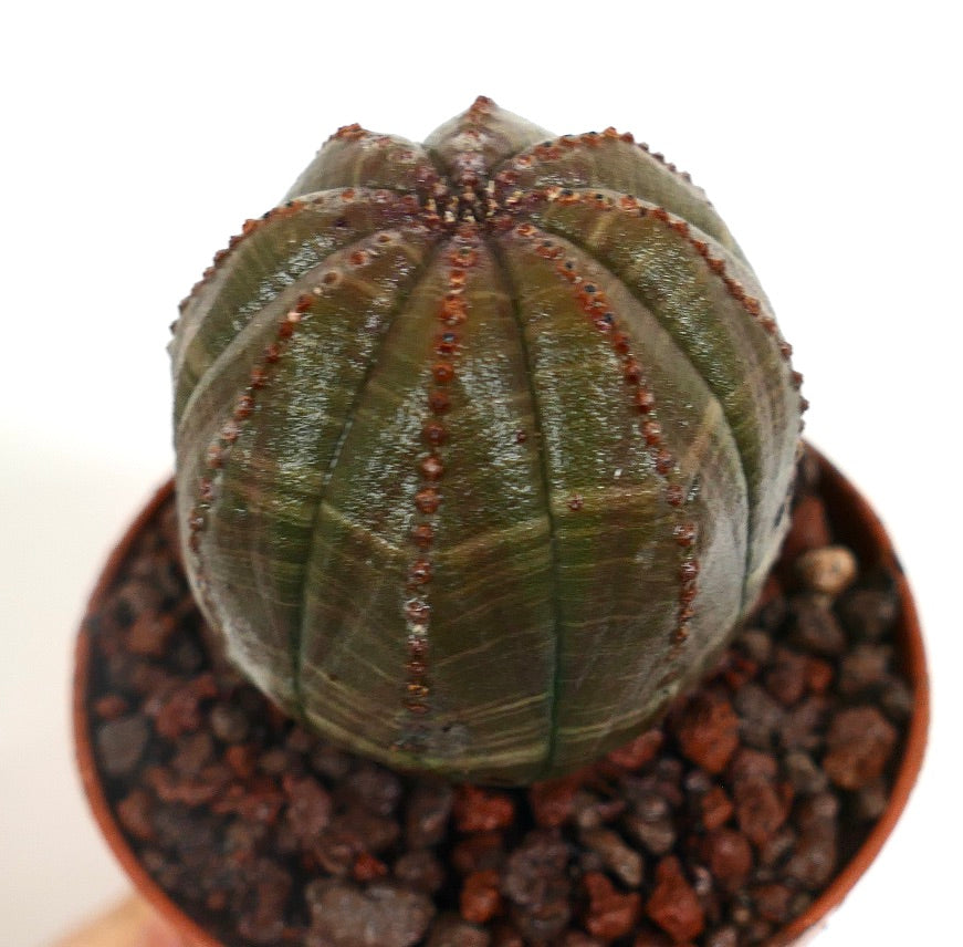 Euphorbia obesa saftig kaktus med rund, ribbet grønn kropp og små brune knoller