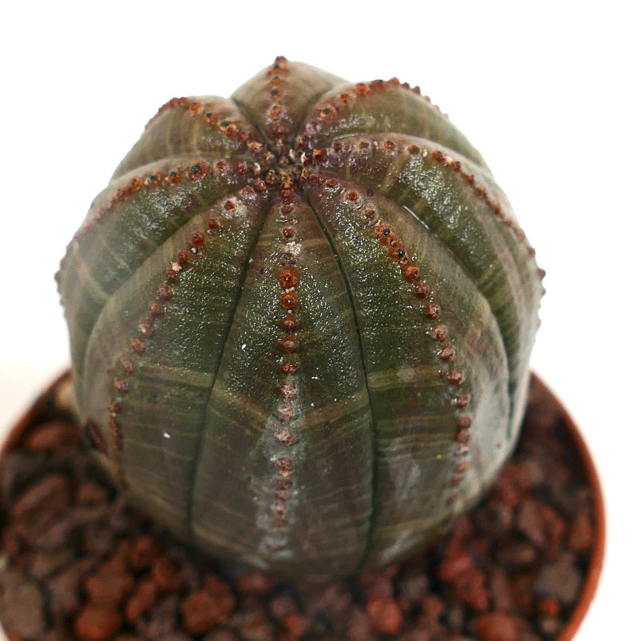 Euphorbia obesa sukkulent med rundet, ribbet grønn kropp og små brune areoler