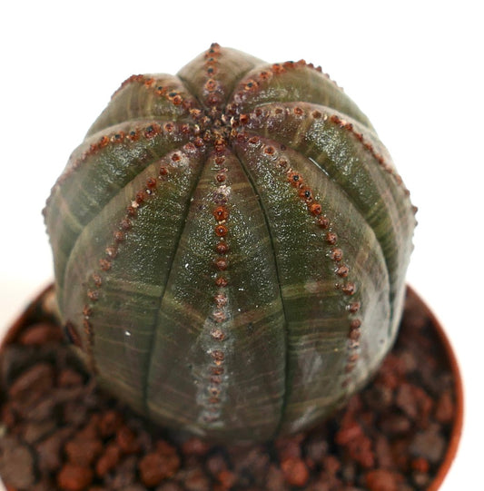 Euphorbia obesa sukkulent med rundet, ribbet grønn kropp og små brune areoler