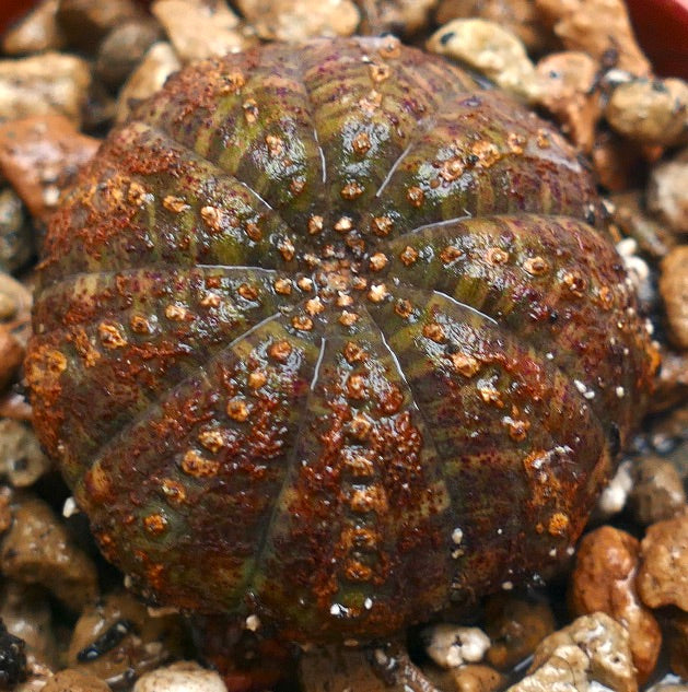 Euphorbia obesa succulenta con corpo arrotondato costolato e superficie testurizzata marrone-verde