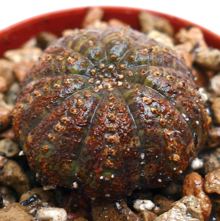 Succulenta Euphorbia obesa con corpo arrotondato costoluto e superficie testurizzata marrone-verde