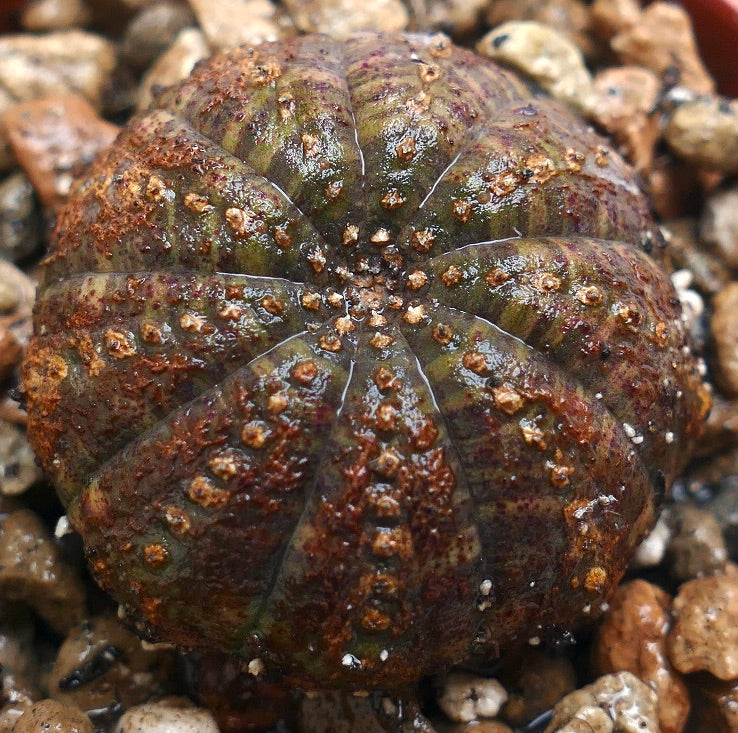 Succulenta Euphorbia obesa con corpo arrotondato e costoluto e superficie texturizzata marrone-verde