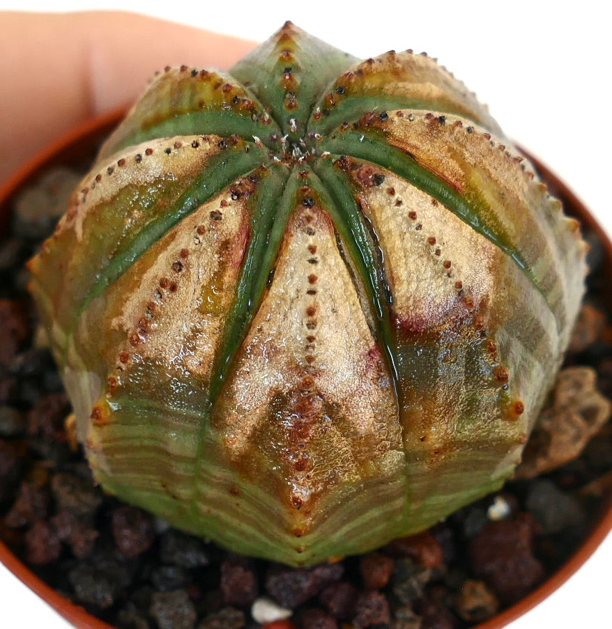 Euphorbia obesa SELECTED M16 in a pot, showing its ribbed spherical body with golden-brown tones and green ridges.