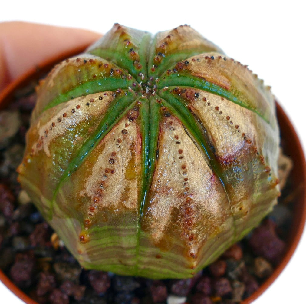 Angled view of Euphorbia obesa SELECTED M16, highlighting its rounded form with green ribs and light brown surface coloration.
