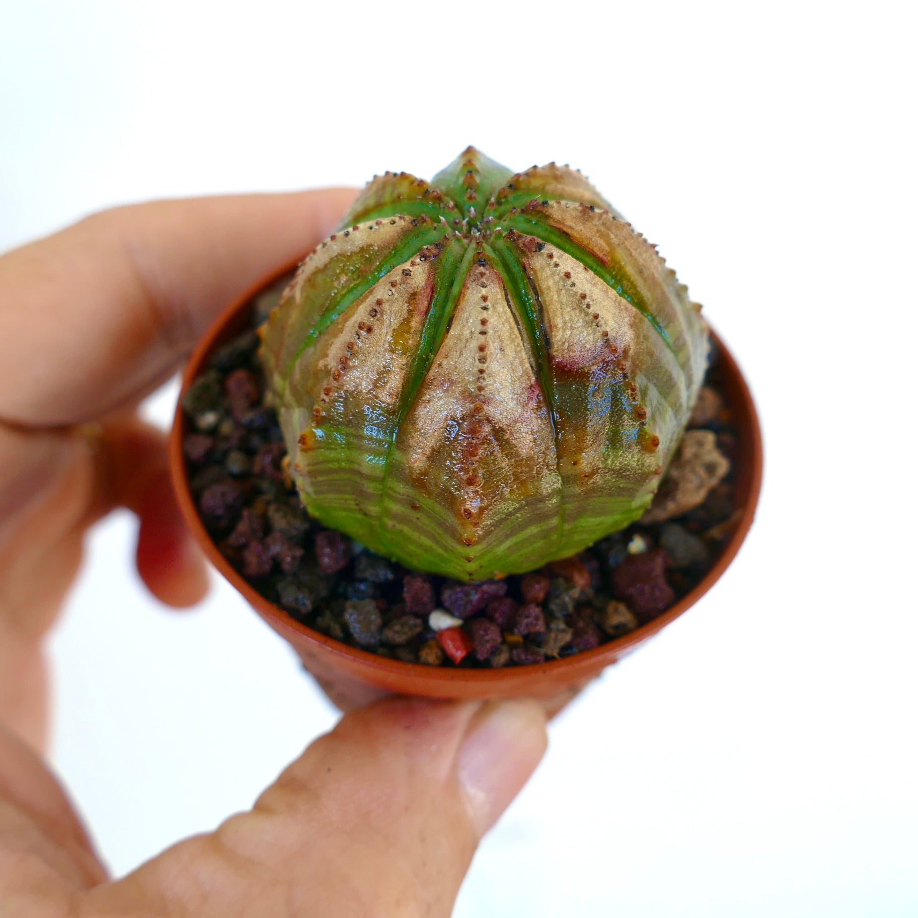 Euphorbia obesa SELECTED M16 held in hand, displaying its compact ball shape with vertical ribs and distinctive golden-brown shading.