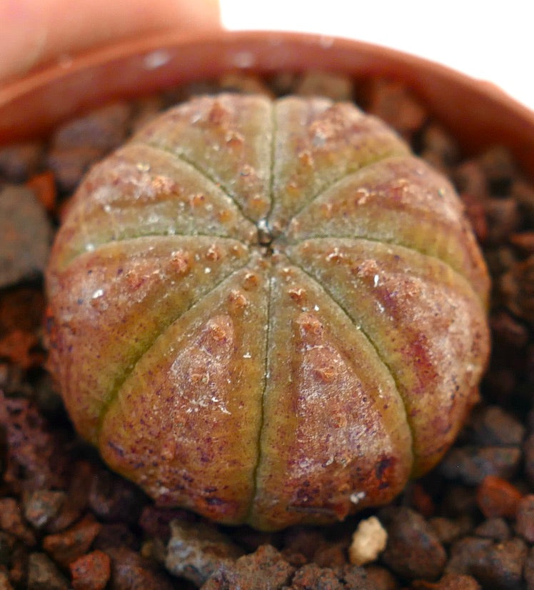 Euphorbia obesa suculenta rara con cuerpo redondeado acanalado y superficie texturizada en maceta