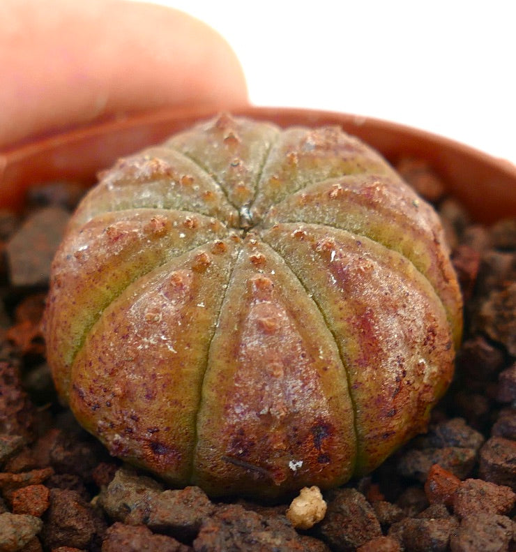 Cactus suculento Euphorbia obesa con cuerpo redondeado acanalado y superficie texturizada