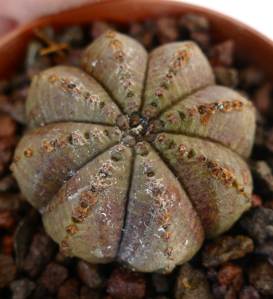 Succulenta Euphorbia obesa con corpo arrotondato e costolato e marcature marroni testurizzate in vaso