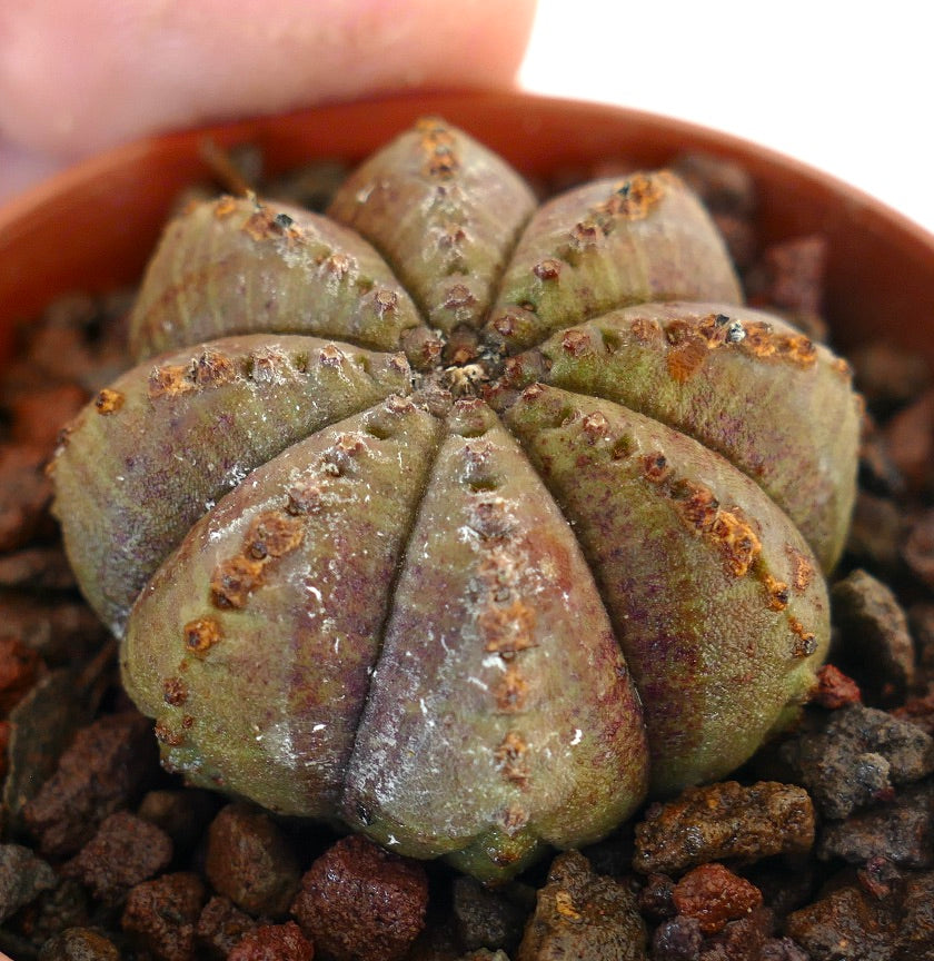 Euphorbia obesa, cactus succulento con coste arrotondate e superficie strutturata in vaso