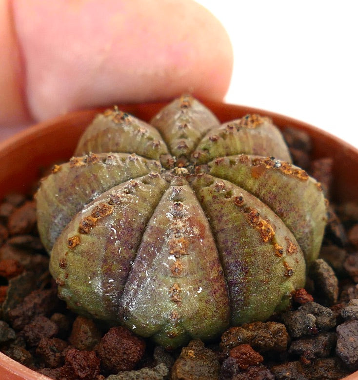 Euphorbia obesa cactus succulento con corpo arrotondato a costole e superficie strutturata in vaso