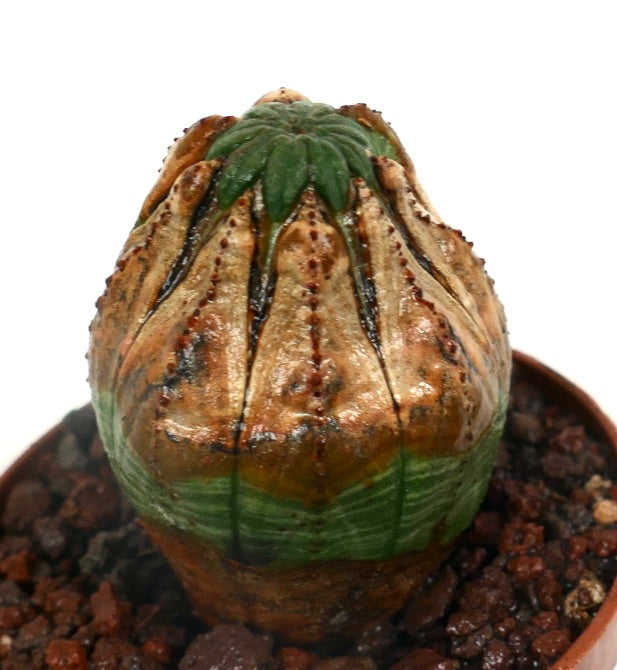 Euphorbia obesa seltene Sukkulente mit rundlichem, geripptem Körper und grünem oberem Wachstum