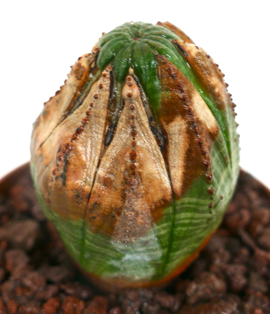 Euphorbia obesa Sukkulente mit abgerundeter Form und braun-grün gefleckter, strukturierter Oberfläche