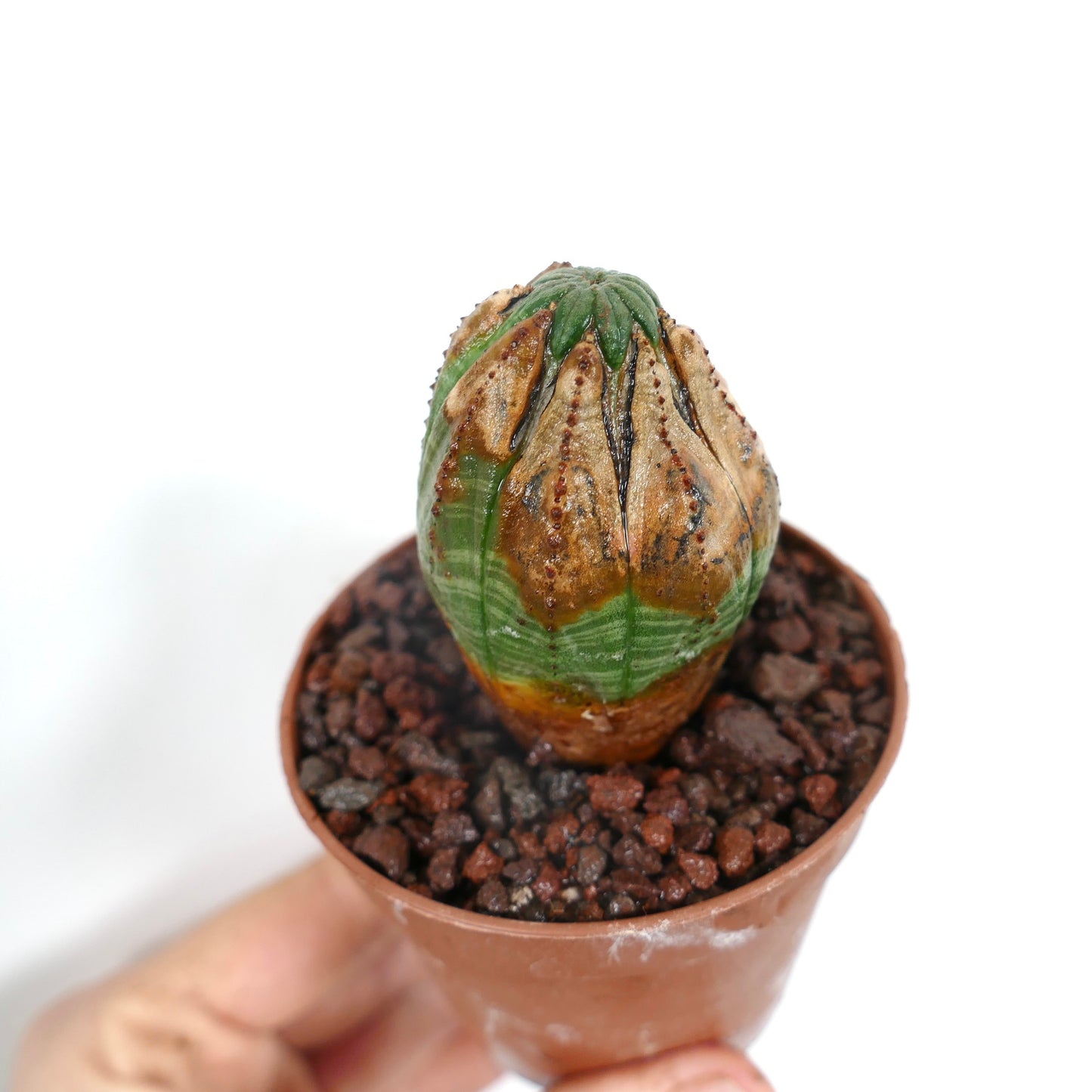 Euphorbia obesa fleischige Kaktee mit einzigartigen braunen und grünen strukturierten Rippen in kleinem Topf