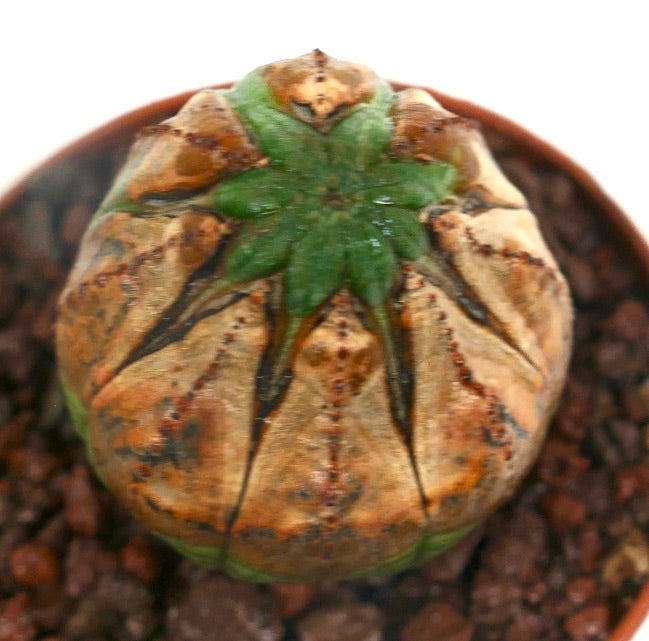 Euphorbia obesa Sukkulente mit rundem, geripptem Körper und grünem Oberteil