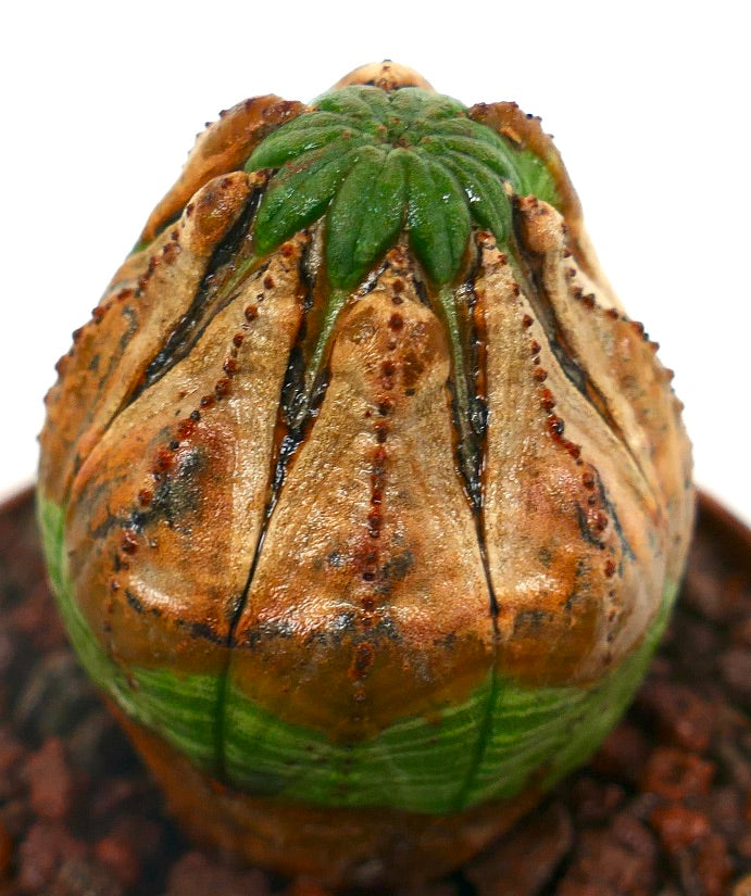 Euphorbia obesa Sukkulente Kaktuspflanze mit geripptem braun-grünem, strukturiertem Körper