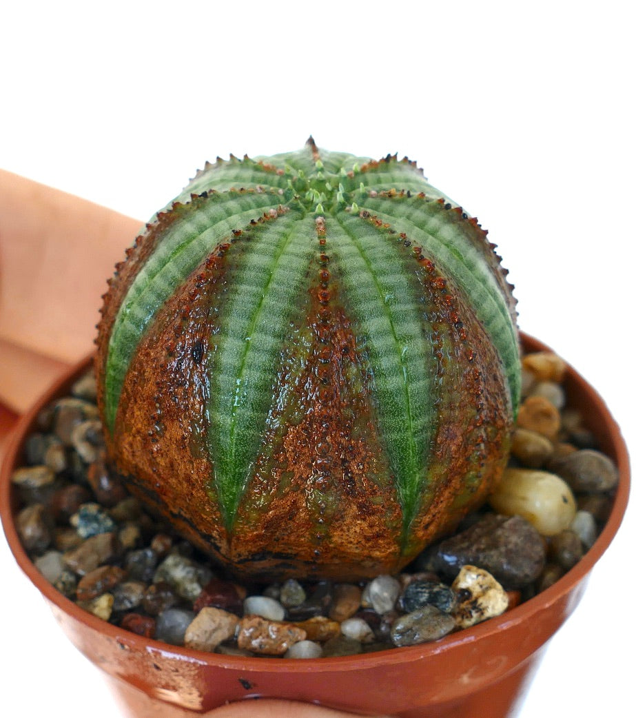 Euphorbia obesa in a pot, showing its round ribbed body with alternating green stripes and broad reddish-brown vertical patches.