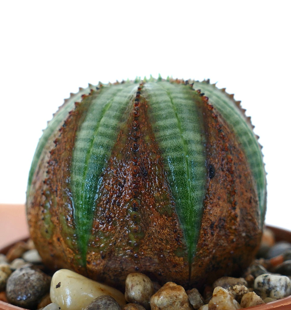 Side view of Euphorbia obesa in a pot, displaying its dome-like form with strong ribbing and reddish-brown mottling across the lower body.
