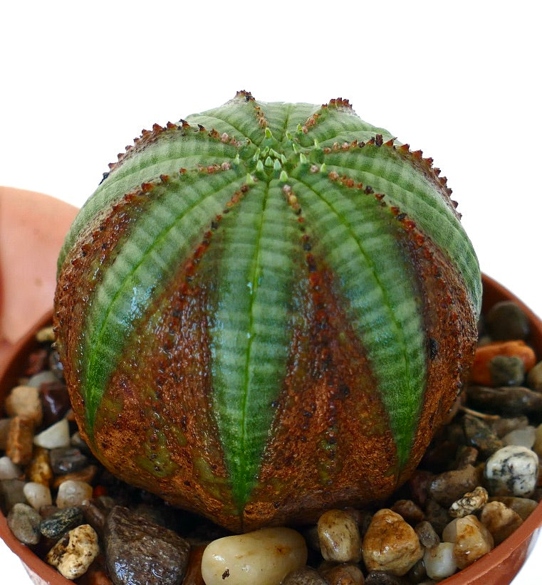 Euphorbia obesa seen at an angle, with vivid green ribs contrasted by reddish-brown vertical bands and small areoles along each ridge.