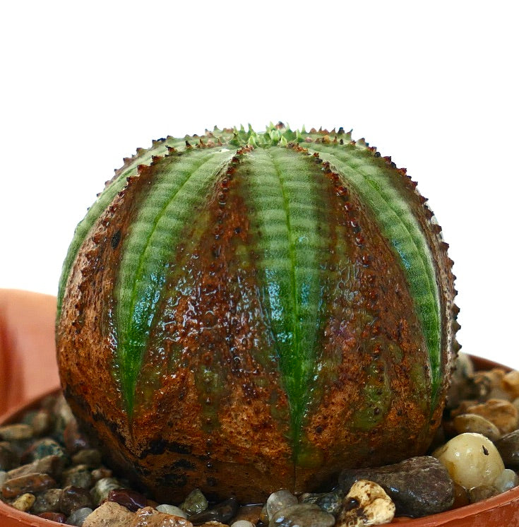 Low side view of Euphorbia obesa, emphasizing its spherical ribbed structure with green stripes and extensive reddish-brown coloring.